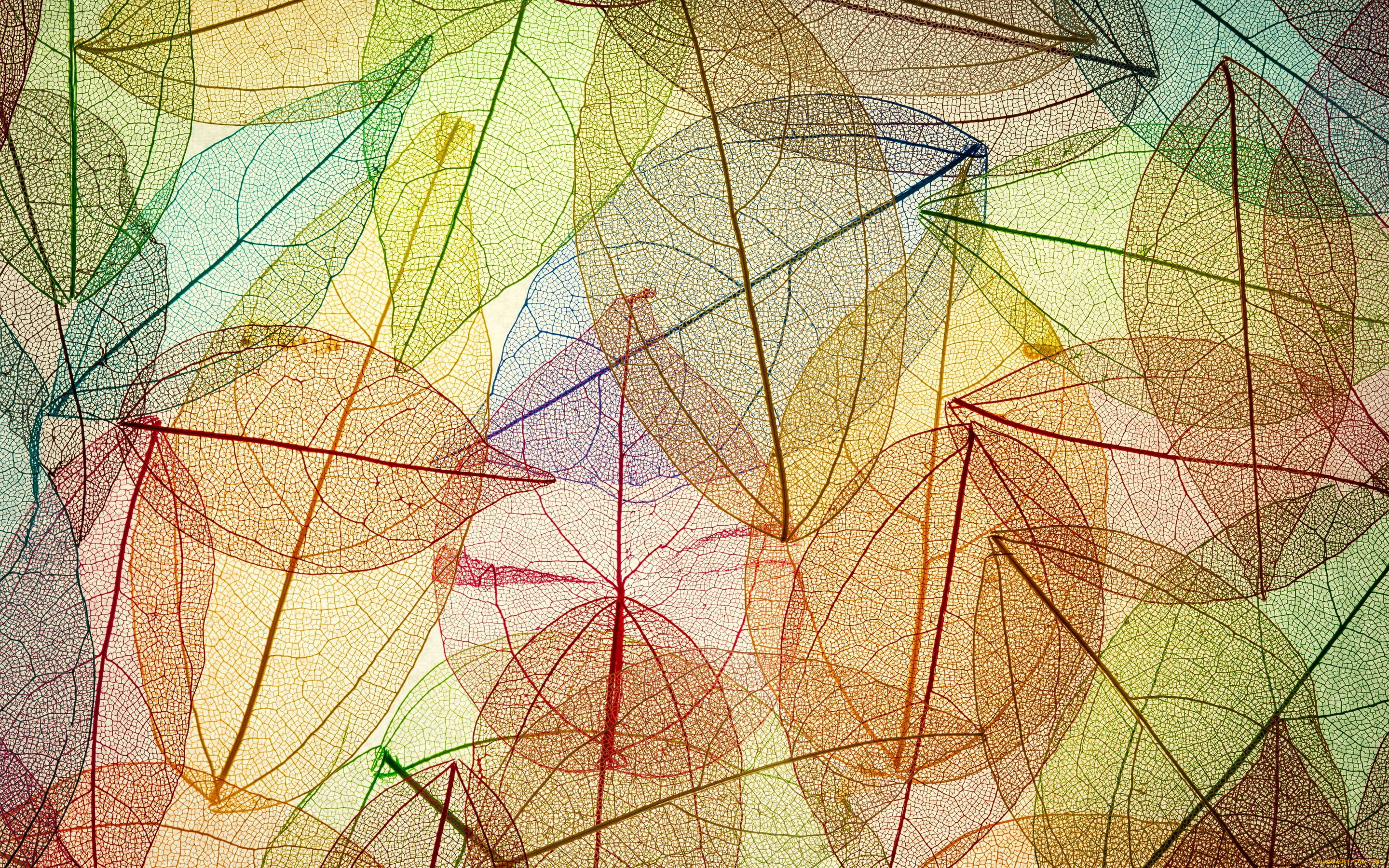  ,  , nature, autumn, leaves, transparent, abstract, colorful, , , 